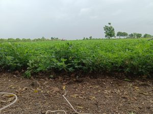 Lush green peanut plants thriving in an open field under a cloudy sky, surrounded by distant trees and farmland.