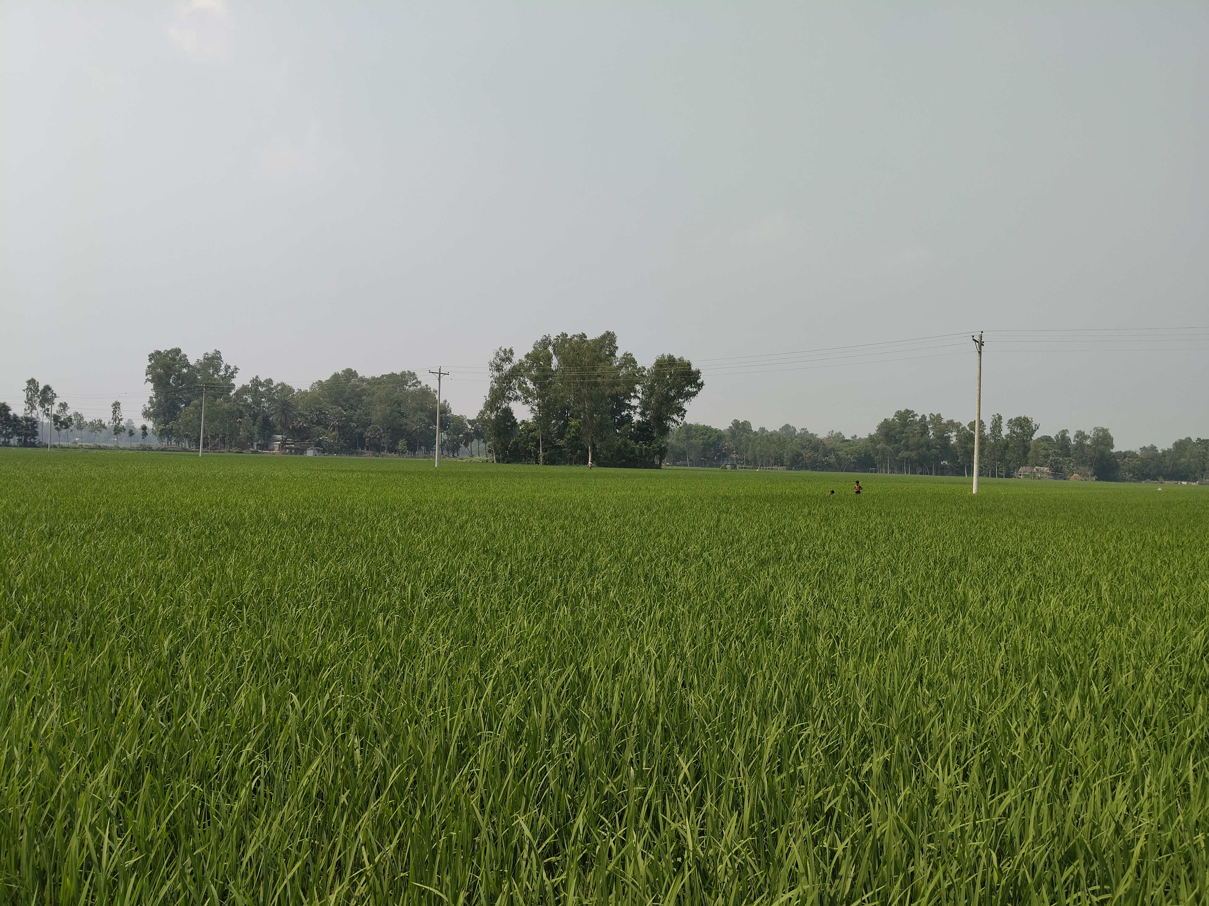 green paddy field under the cloudy sky with a few trees and an electric pole in between the field.