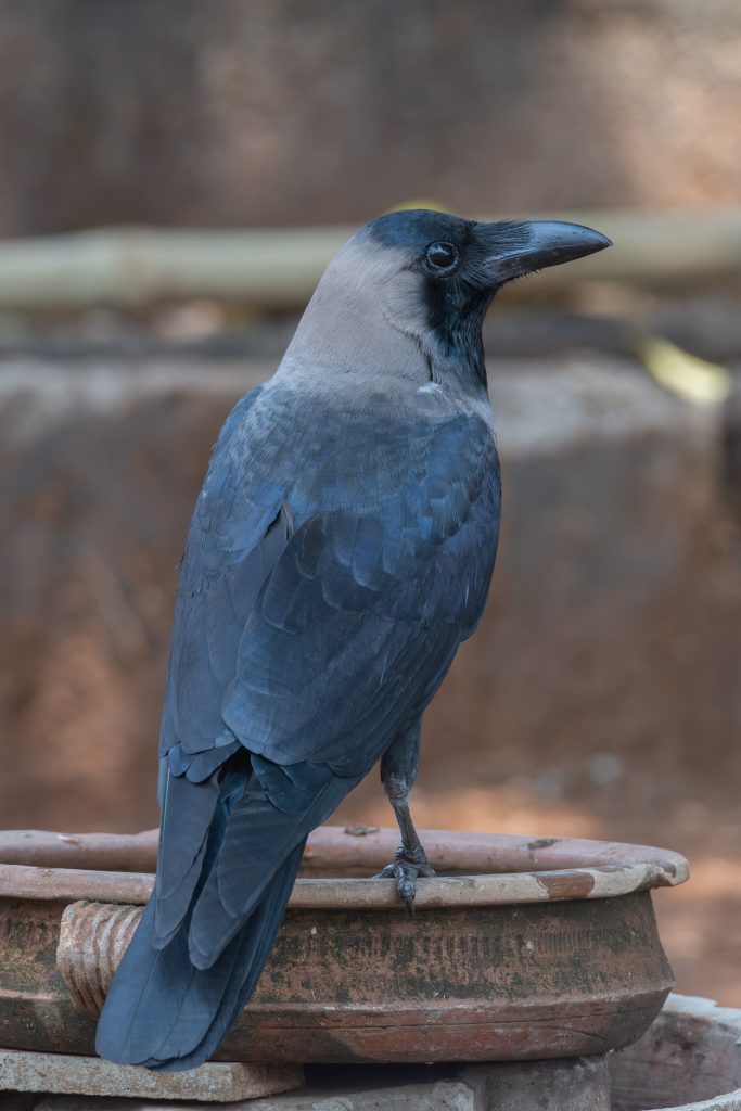 A close-up of a crow perched on a clay pot.