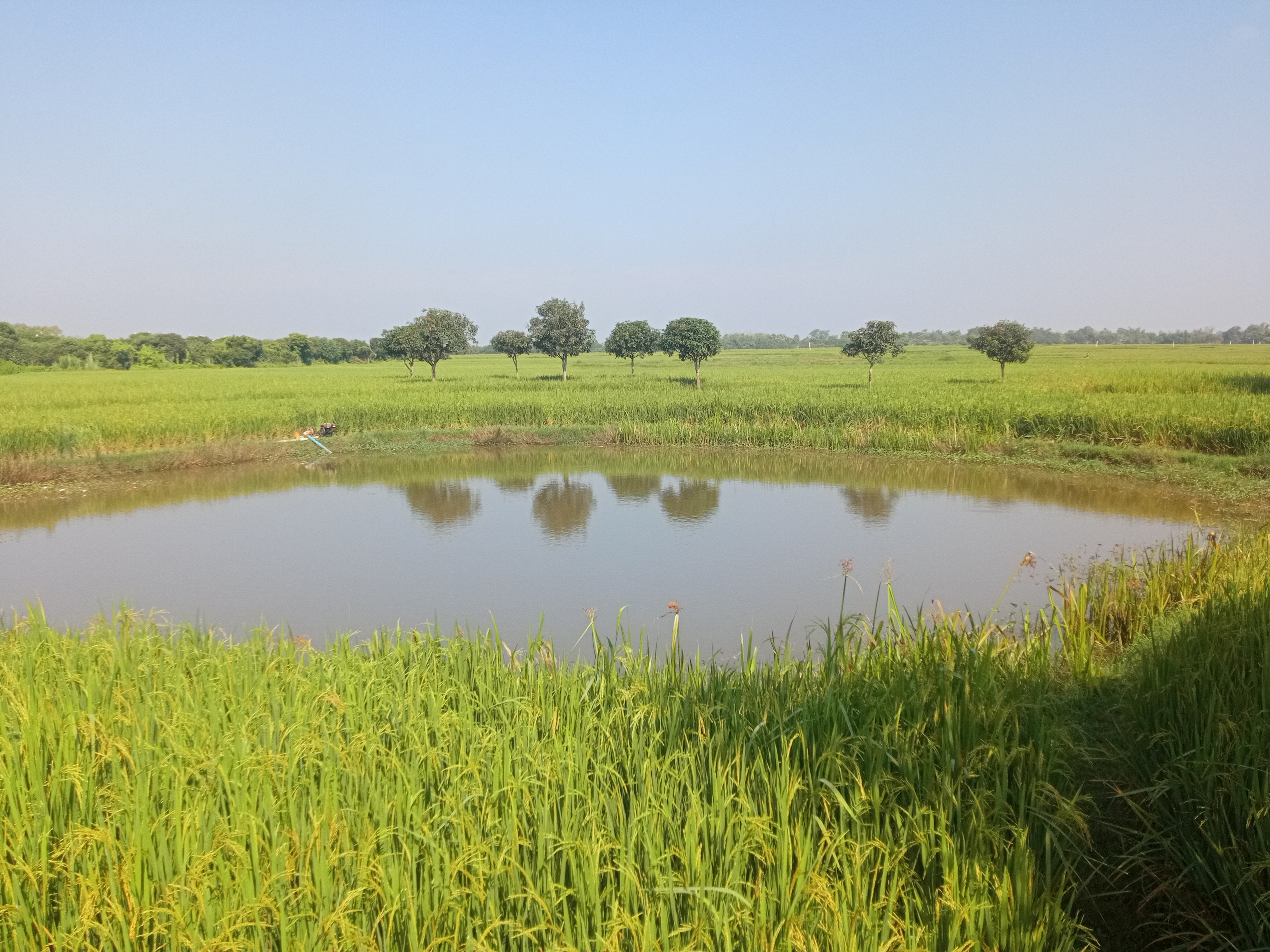 A tranquil rural scene featuring a small pond surrounded by lush green rice fields. The water reflects the clear blue sky and the distant trees lining the background.