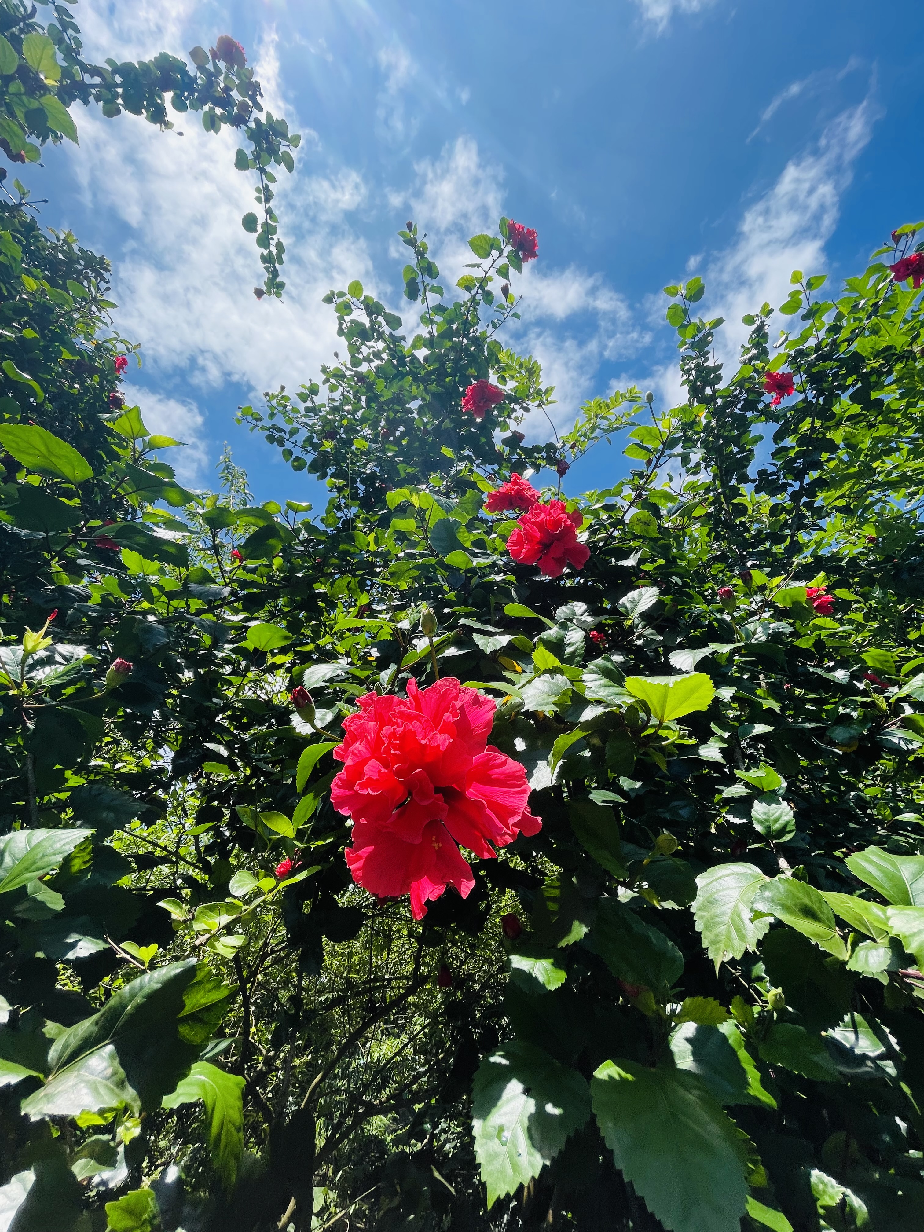 A close-up view of vibrant red hibiscus flowers surrounded by lush green leaves, against a backdrop of a bright blue sky with scattered clouds. The sunlight filters through the foliage, highlighting the rich colors of the flowers and leaves.