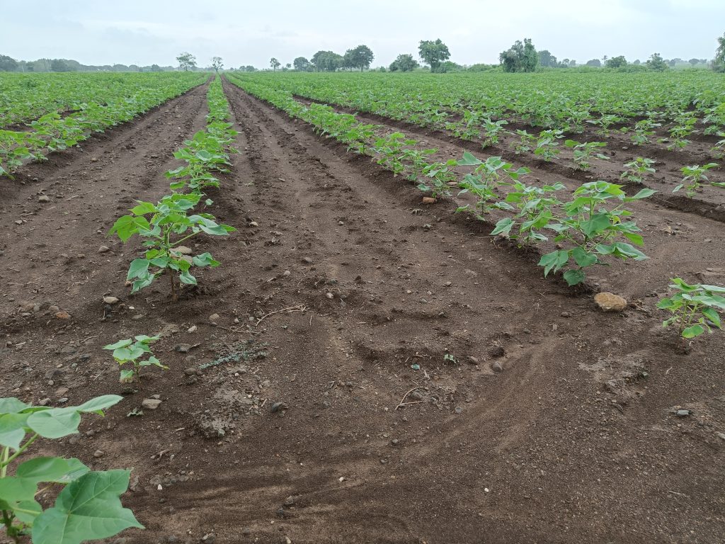 Young cotton plants growing in neat rows in a brown soil field, surrounded by greenery on a cloudy day.