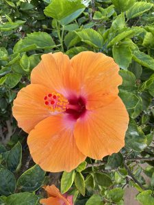 A vibrant orange hibiscus flower with a deep pink center is captured in full bloom, surrounded by lush green leaves.
