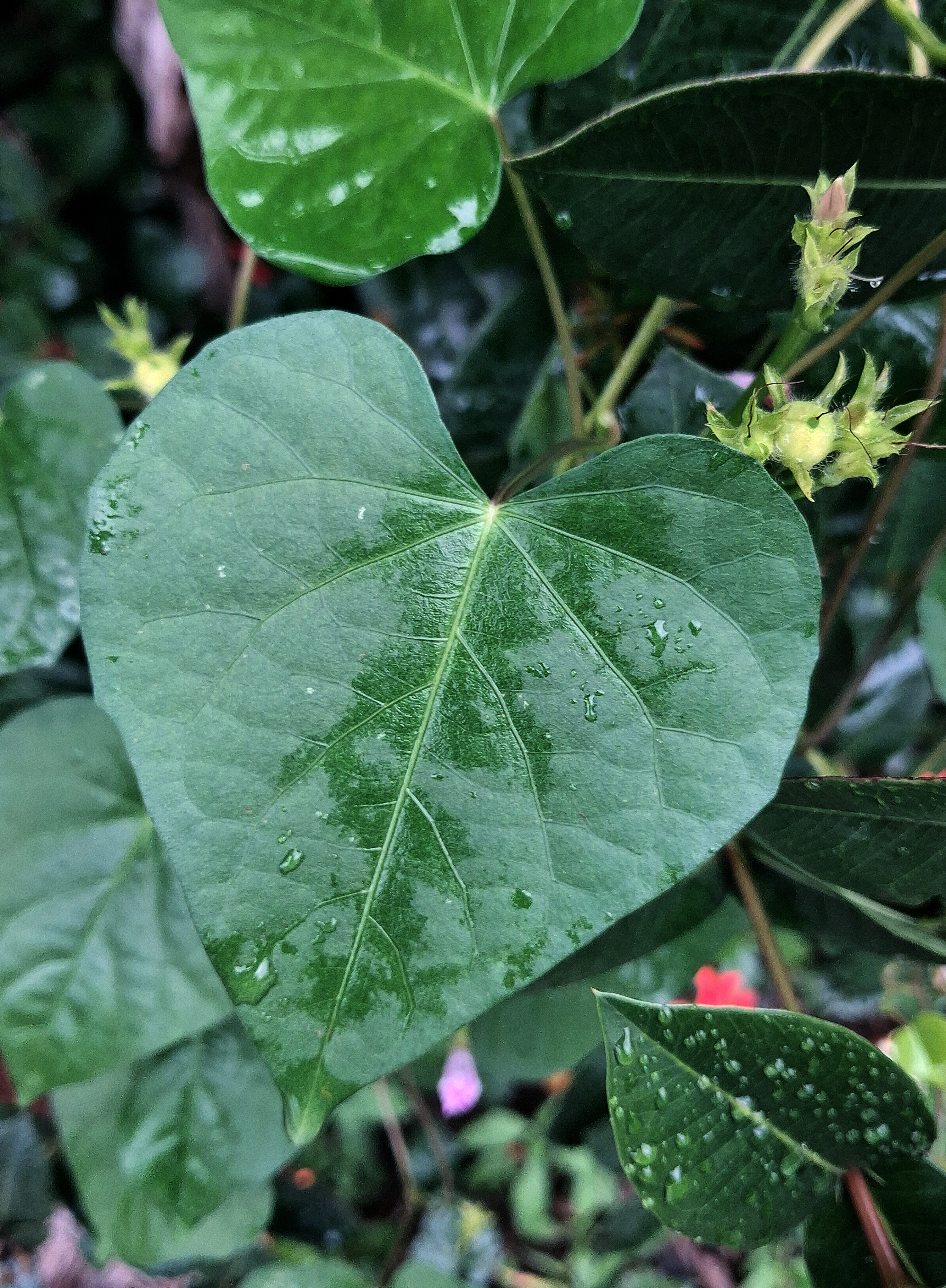 A green, heart shaped leaf of the plant "ipomoea cordatotriloba", also known as "morning glory". 