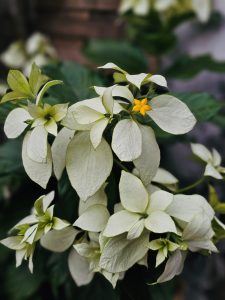 An evening view of white Mussaenda flower with its creamy bracts and a bright yellow star-like flower in the center, captured from a garden in Kochi, Kerala. 