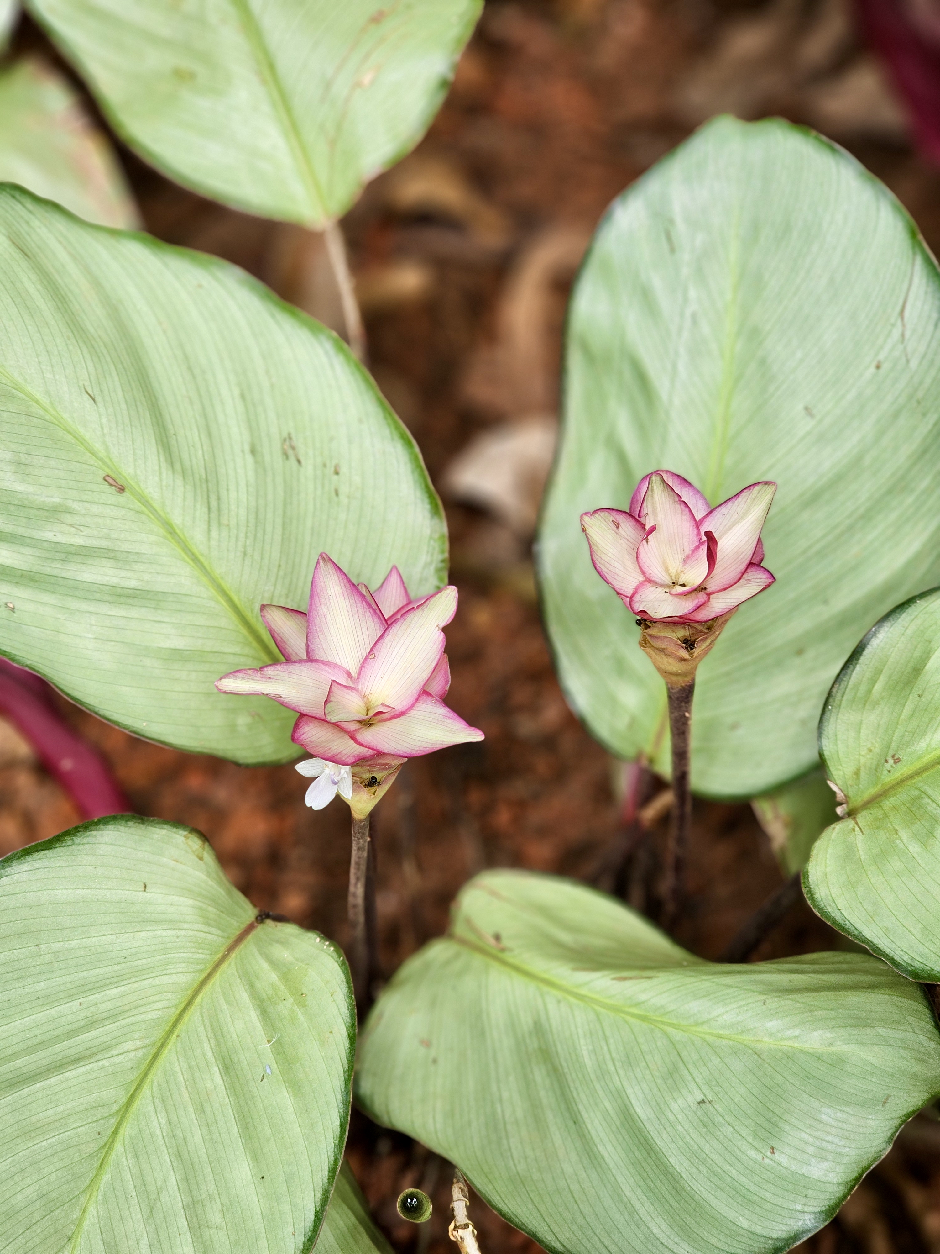 A Calathea loeseneri plant with two pale pink flowers emerging from the base of its large, silvery-green leaves. The flowers have a delicate, star-shaped appearance. Photo taken at Malabar Botanical Garden, Kozhikode.