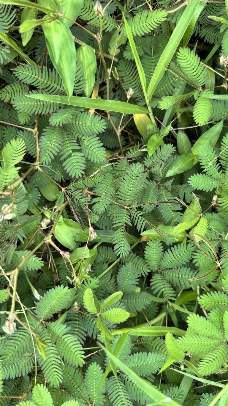 A top-down close-up shot captures the intricate, fern-like green leaves of a sensitive plant growing wild.