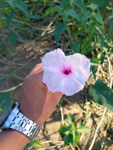 A human hand holding a light coloured flower with green leafy background.