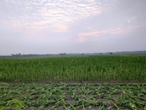 A wide green field stretches under a cloudy evening sky. The front part shows freshly cut plants lying on the soil, while the background is filled with tall, standing crops. The horizon is lined with trees, and the soft orange glow of the setting sun lights up the patterned clouds above.