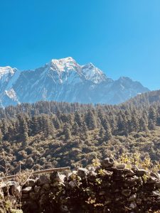 A panoramic view of a snow-capped mountain range under a clear blue sky, with a foreground of green coniferous trees and rocky terrain. 

