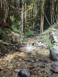 A serene forest scene featuring a gentle stream flowing over smooth rocks and pebbles. 