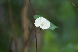 
A white flower blooms on a slender stem against a soft green background.