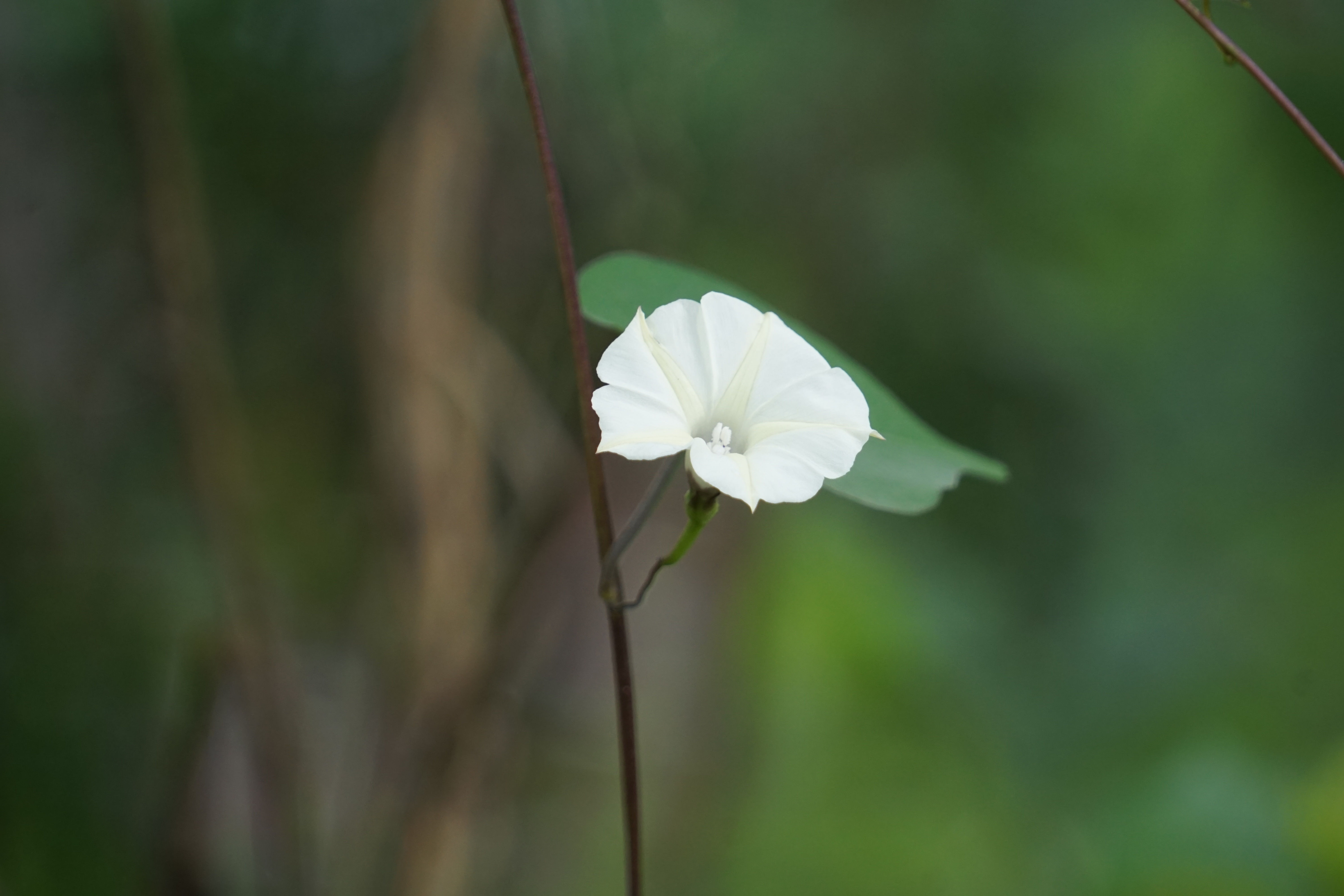 A white flower blooms on a slender stem against a soft green background.