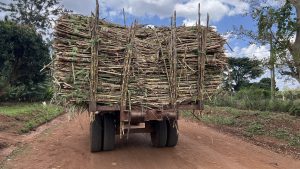 

A tractor carrying sugarcane to a factory in Kaliro, Eastern Uganda.