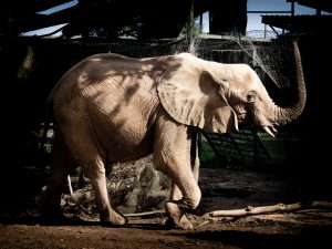 

An old Ugandan elephant stands in its enclosure at a game reserve.