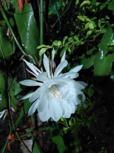 A dramatic night-time bloom featuring a large, luminous white flower with multiple layers of delicate, elongated petals. The brilliant white blossom is fully open and stands out vividly against the surrounding dark green foliage.