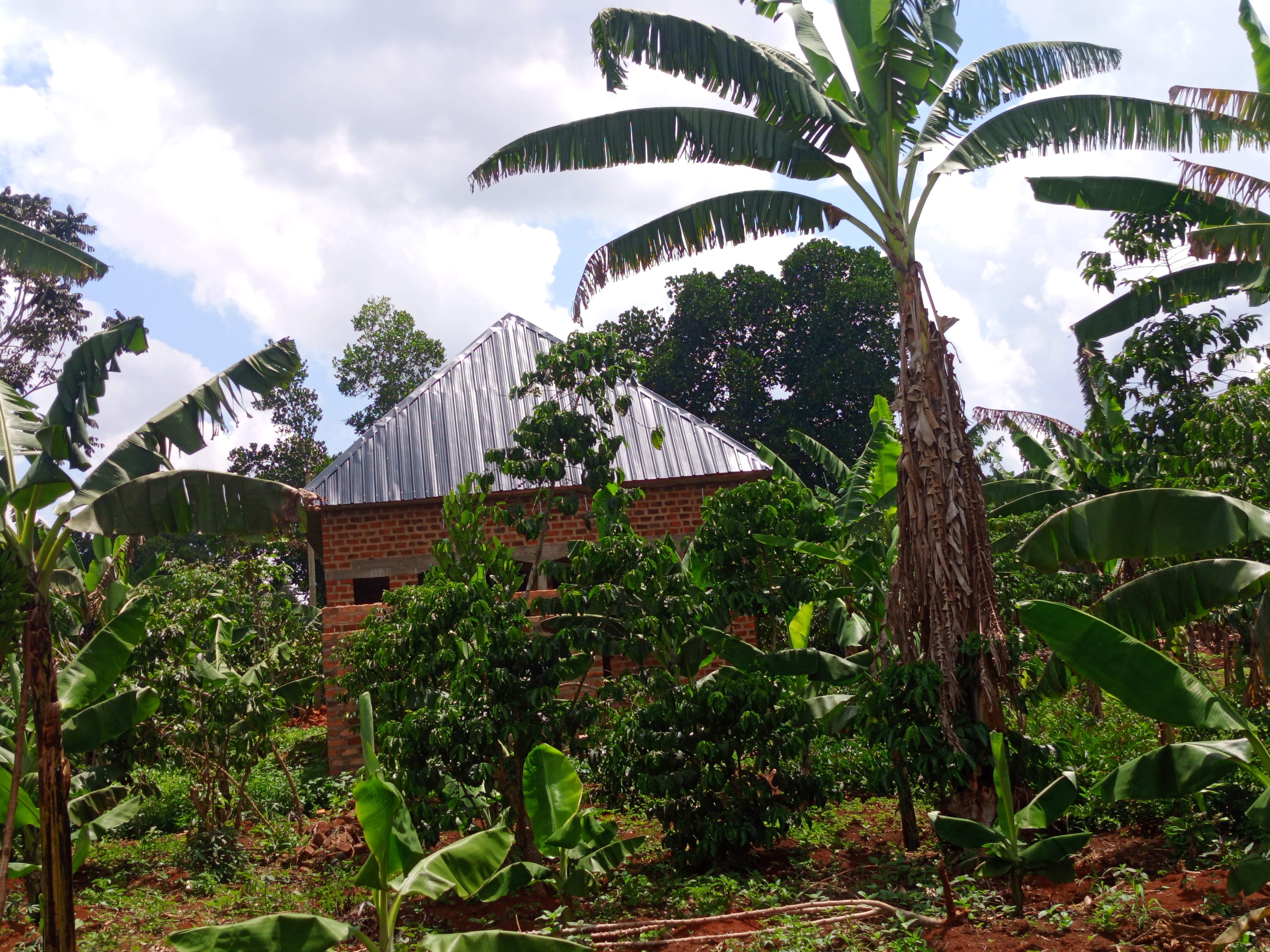 A shell house with black iron sheets is covered by coffee and banana Plantations 