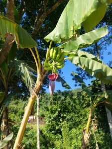 A banana tree with a cluster of unripe bananas and a large flower, surrounded by lush green foliage under a clear blue sky.