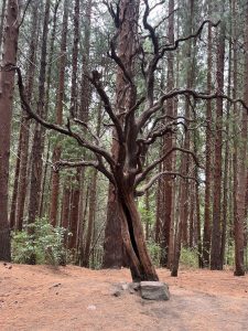 This is a view of a big tree with many branches but no leaves, located in the region of Prusia, part of the Irazu National Park, Costa Rica. In the local commuity, this tree is called as: Haunted Tree. To get there, is a few kilometers walk in a high altitude zone near the Irazú Volcano.