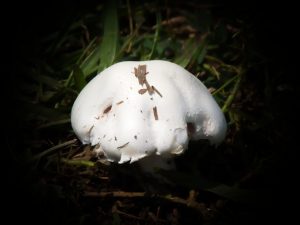 A mushroom growing in the grass, captured in the jungles of Uganda.
