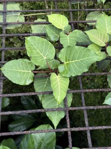 Bright green Indian Rock Fig leaves (Ficus arnottiana) growing through a rusty iron grill. A mossy wall is seen in the background, captured from Sree Shiva Vishnu Temple, Perumanna. 