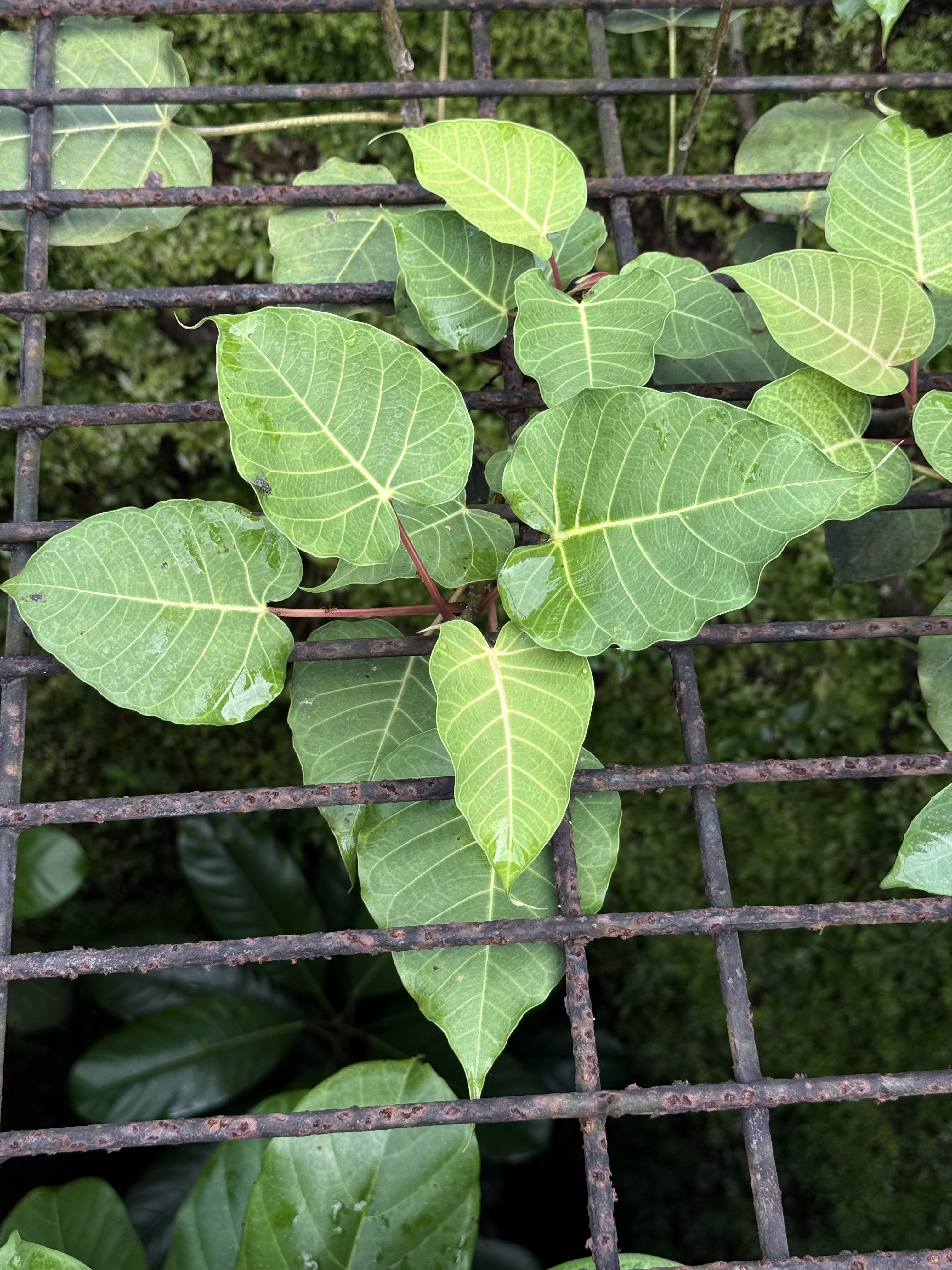 Bright green Indian Rock Fig leaves (Ficus arnottiana) growing through a rusty iron grill. A mossy wall is seen in the background, captured from Sree Shiva Vishnu Temple, Perumanna. 