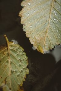 Two green leaves floating on top of the surface of the water with condensation building.
