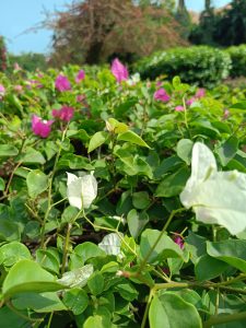
A close-up of white and pink bougainvillea flowers with green leaves.