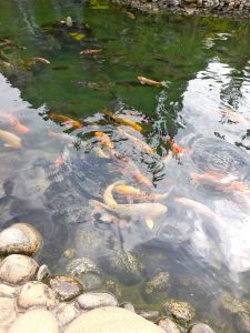 A serene pond filled with various koi fish swimming close to the surface, showcasing vibrant colors such as orange, white, and black. 