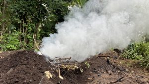 
A small pile of dark soil and sticks smoking, surrounded by green plants.