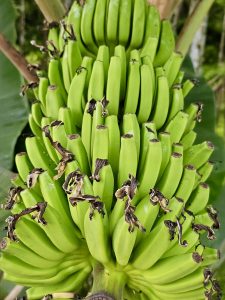 A close-up of a healthy bunch of raw green bananas growing on a tree, with drying flower ends visible. Captured in Ayamkulam, Mavoor, Kozhikode.