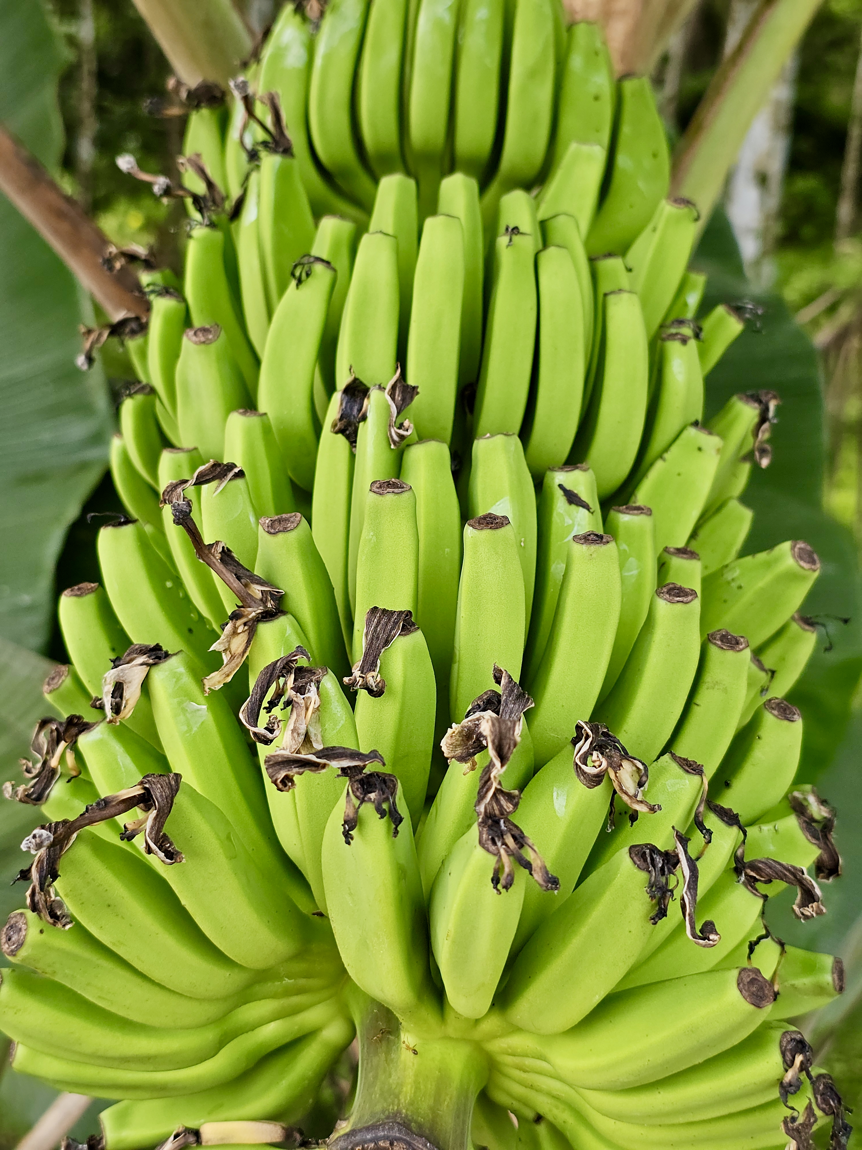 A close-up of a healthy bunch of raw green bananas growing on a tree, with drying flower ends visible. Captured in Ayamkulam, Mavoor, Kozhikode.