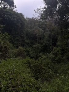 A view of a very dense,overgrown forest or jungle,characterized by a deep wall of dark green and tangled foliage that climbs up a slope.The scene has an overcast and muted quality,with a bright but cloudy sky visible above the canopy,highlighting one noticeably lighter-colored tree near the center of the image. 