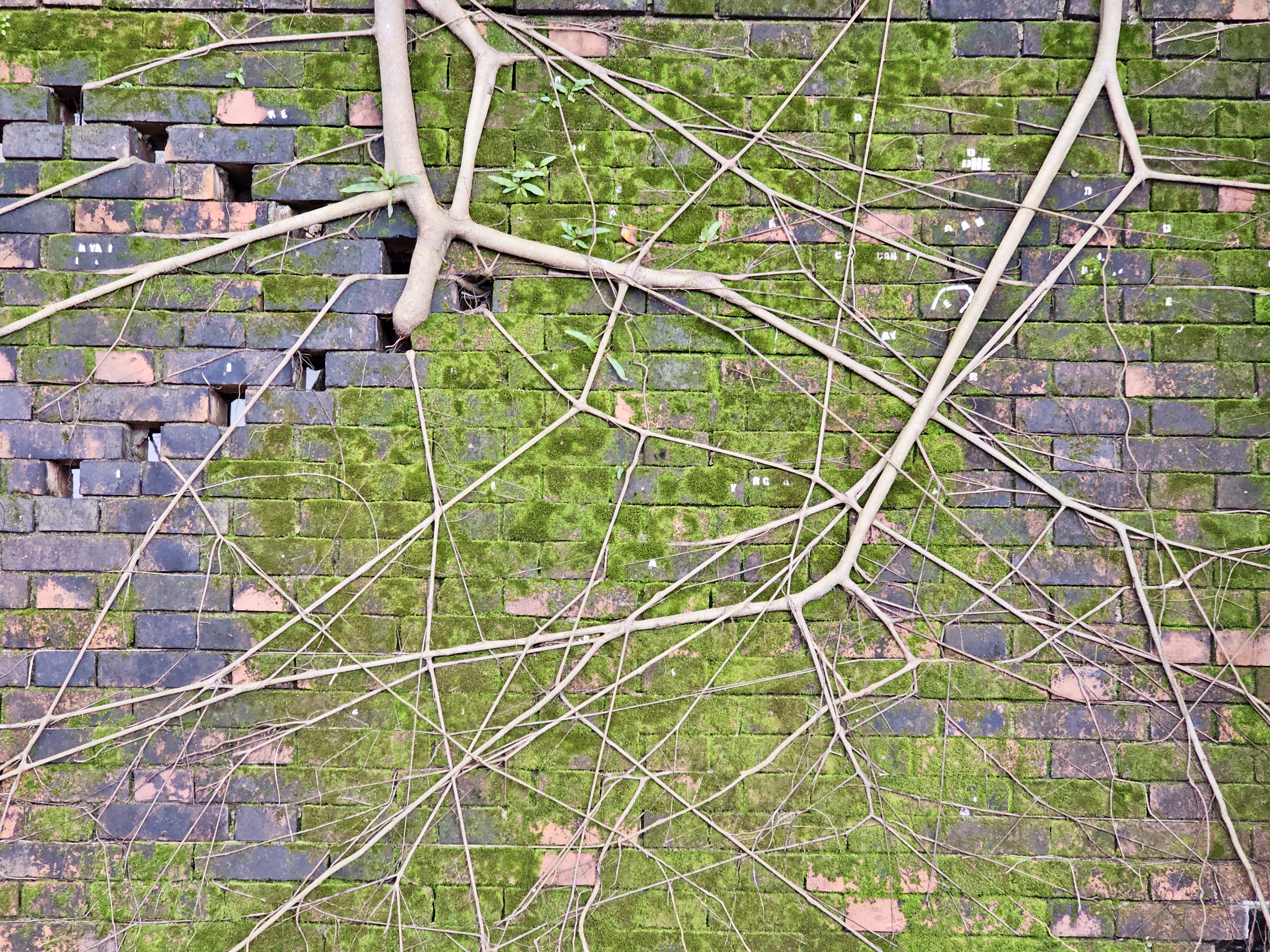 Moss-covered brick wall with dry vine roots sprawling in artistic patterns. The texture shows nature slowly reclaiming the surface. Captured near Fort Kochi Beach, Kerala. 