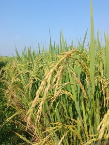 A close-up view of a paddy plants in a paddy field with background of a clear blue sky.