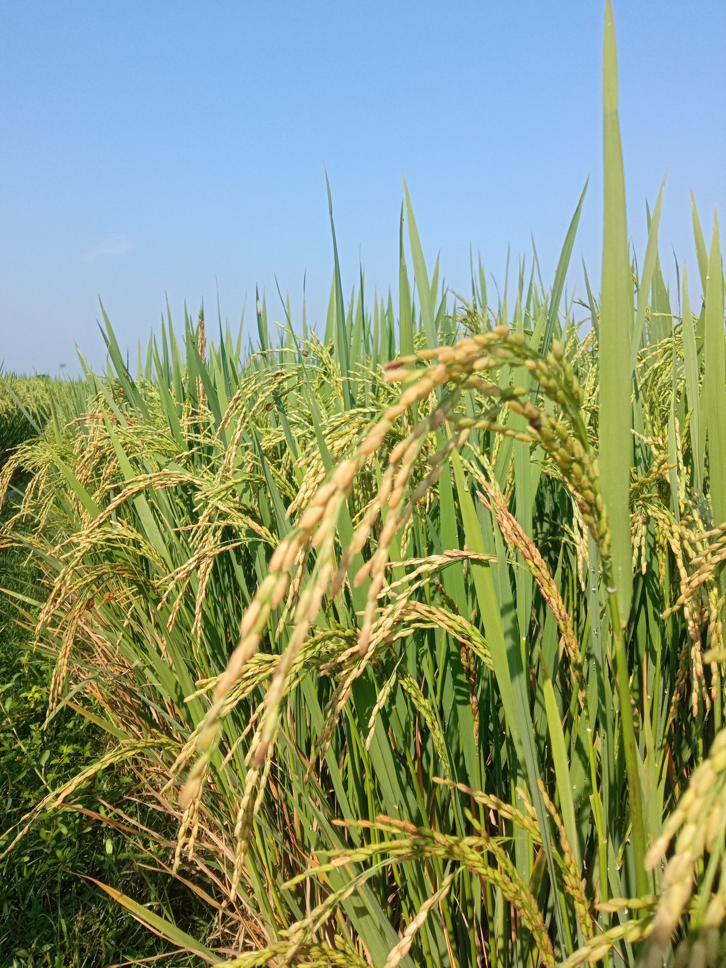 A close-up view of a paddy plants in a paddy field with background of a clear blue sky.