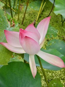 Close-up of a pink lotus bud with soft petals, just starting to bloom. Surrounded by large green lotus leaves, photographed at Malabar Botanical Garden, Kozhikode.