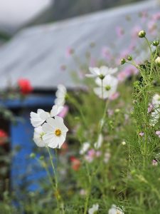 A close-up view of white flowers with yellow centers, surrounded by delicate green leaves and various soft pink blossoms in the background.