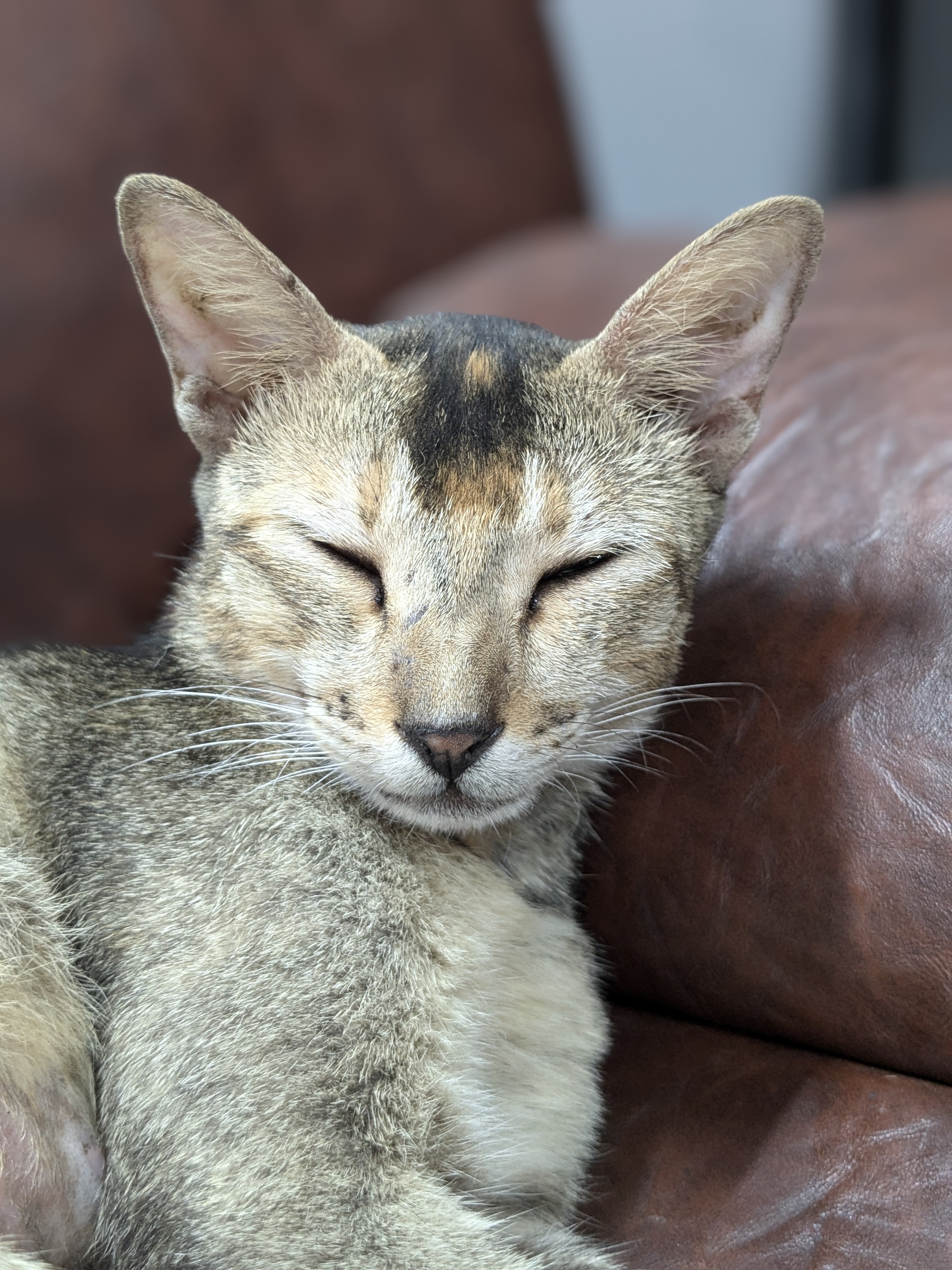 A serene cat with closed eyes, light brown fur, and a slight smile, rests on a brown leather couch, conveying relaxation and contentment.