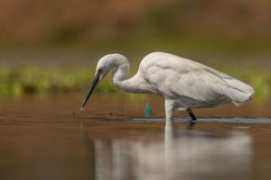 A white heron stands gracefully in shallow water, its reflection visible on the smooth surface