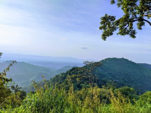 A tranquil landscape scene showing rolling green hills and mist-covered mountains under a soft blue-gray sky, with tall grasses and trees in the foreground.
