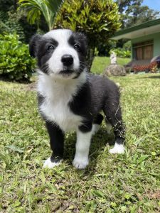 This is a tree months old Border Collie in the grass. You can see the light in her eyes.
Este es un Border collie de tres meses en el cesped. Puedes ver el brillo en sus ojos y sus patitas llenas de mozote.