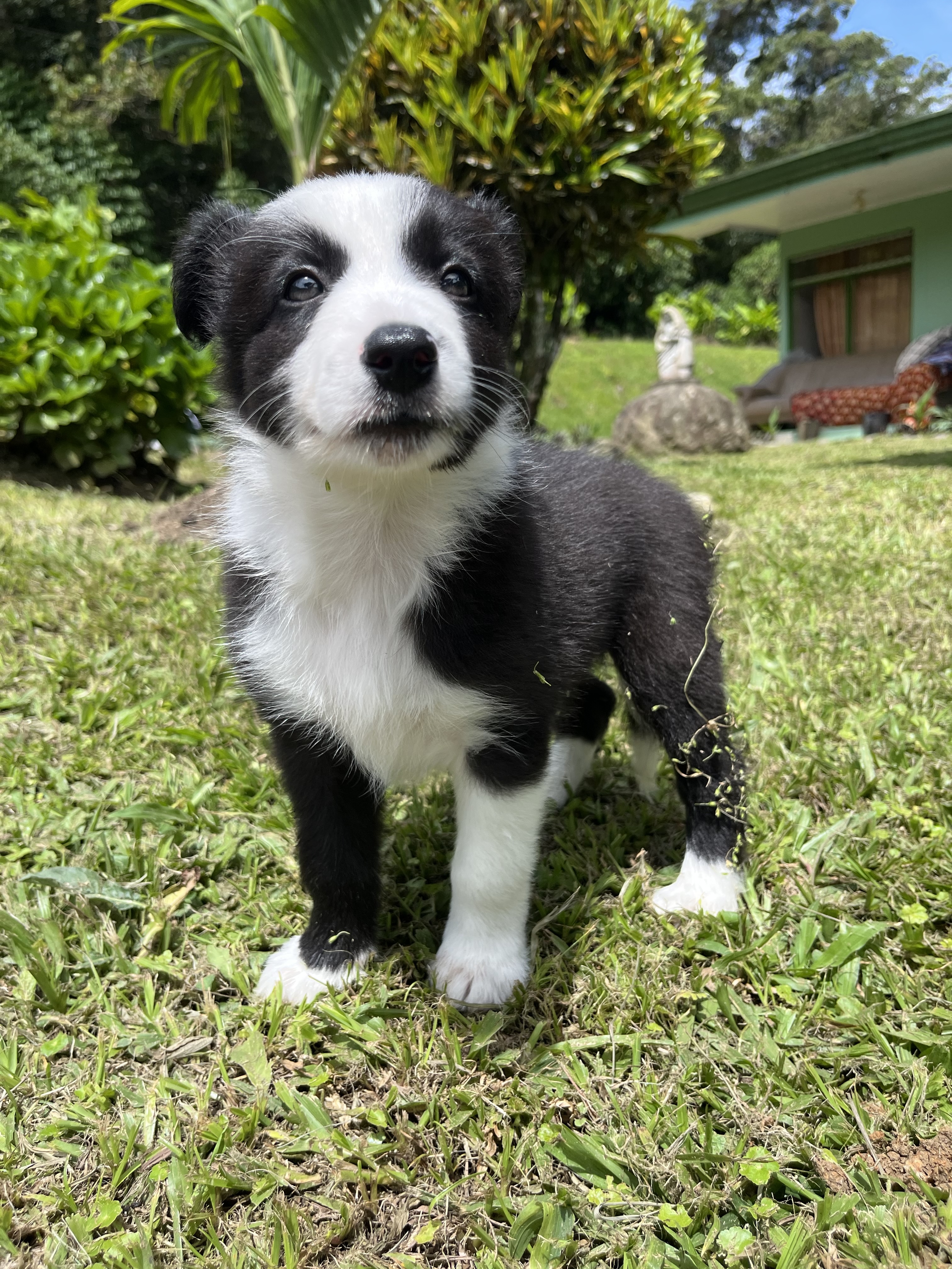 This is a tree months old Border Collie in the grass. You can see the light in her eyes.
Este es un Border collie de tres meses en el cesped. Puedes ver el brillo en sus ojos y sus patitas llenas de mozote.