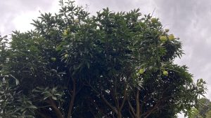 The top view of a mango tree with raw mangoes hanging on the branches.