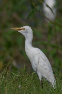 Cattle Egret white bird with a long neck and a yellow-orange beak stands on green grass. The bird is looking to the side, showcasing its bright yellow eye and sleek feathers.