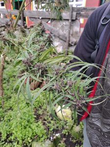 A person is holding a branch of a cannabis plant with dark purple flowering buds and long, slender green leaves. 