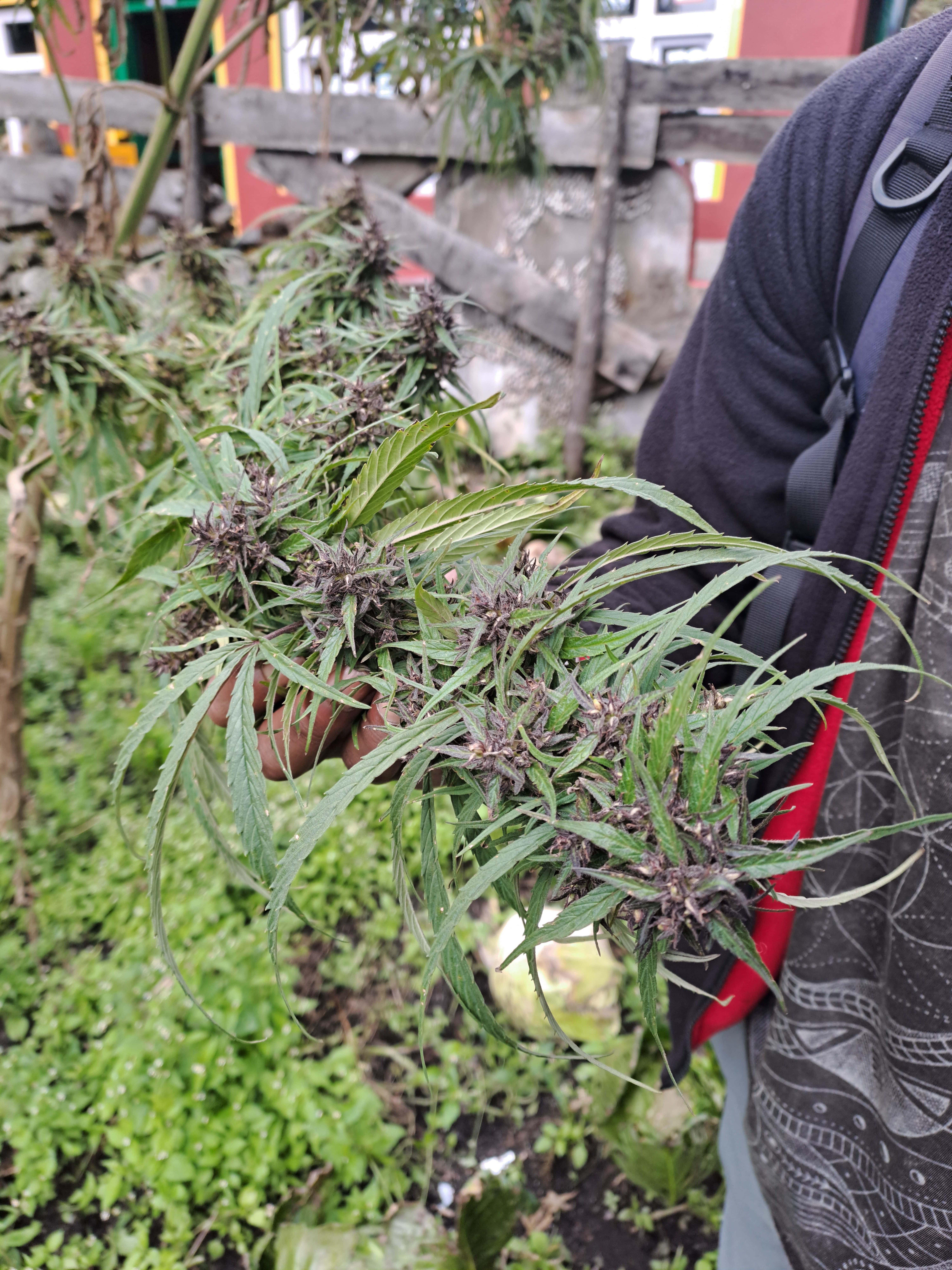 A person is holding a branch of a cannabis plant with dark purple flowering buds and long, slender green leaves. 