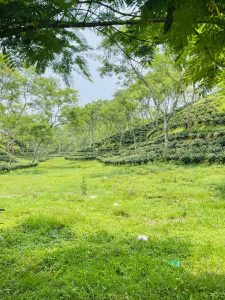 The lush green tea gardens of Sreemongol create a peaceful and refreshing view. Known as the “tea capital” of Bangladesh, its rolling hills and endless rows of tea plants offer a calm escape into nature’s beauty, making it a perfect place to relax and breathe fresh air.