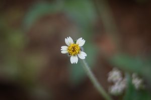 A close-up of a small flower with white petals and a yellow center, standing out against a blurred background of greens and browns.
