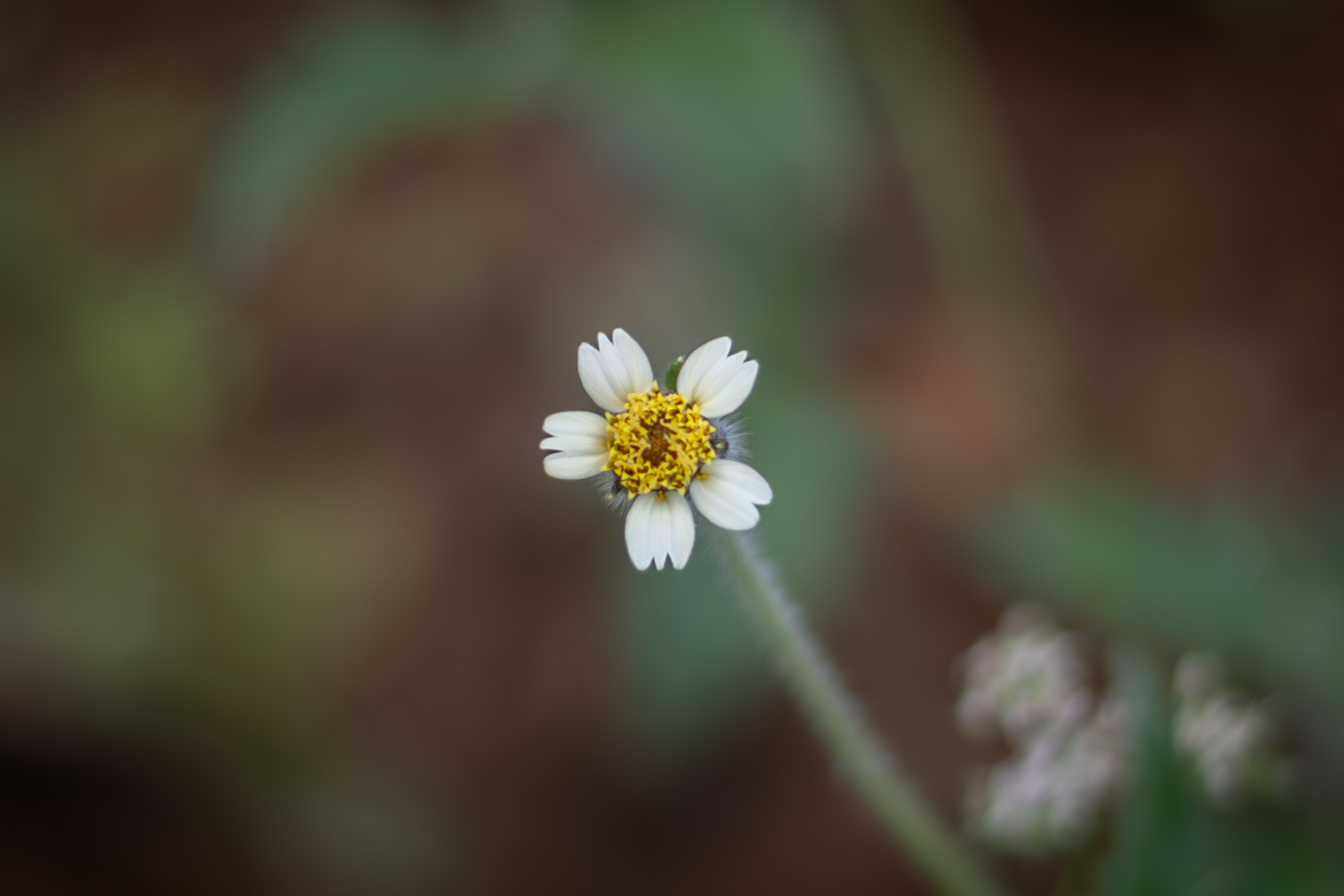 A close-up of a small flower with white petals and a yellow center, standing out against a blurred background of greens and browns.